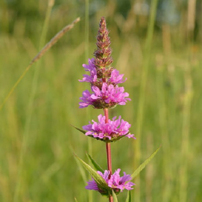 Loosestrife, Purple (Lythrum salicaria) Seeds