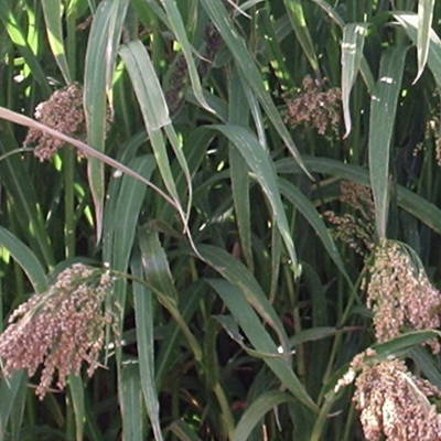 Magic Millet Mix