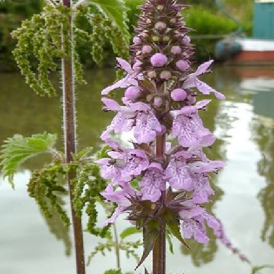 Woundwort, Marsh (Stachys palustris) Plant