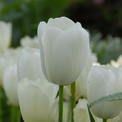 Maureen Tulip Bulbs