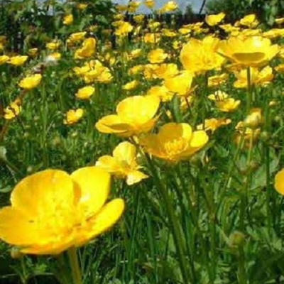 Buttercup, Meadow (Ranunculus acris) Plant