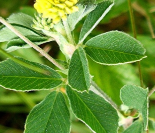 Black Medick (Yellow Trefoil) Seed (Medicago lupulina)