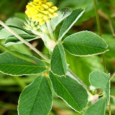 Black Medick (Yellow Trefoil) Seed (Medicago lupulina)