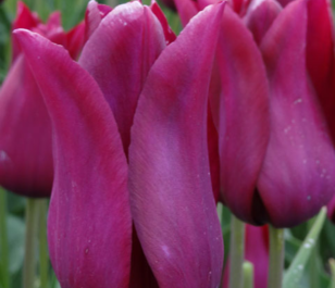 Merlot Tulip Bulbs