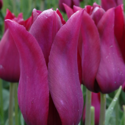 Merlot Tulip Bulbs