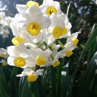 Minnow Narcissi Bulbs