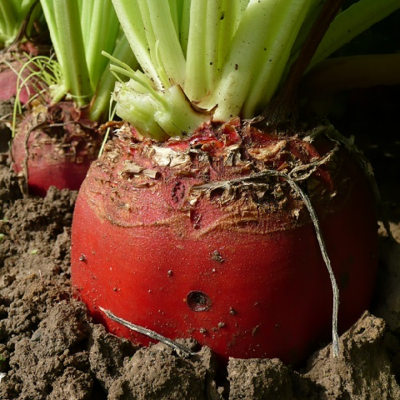 Monro, Fodder Beet