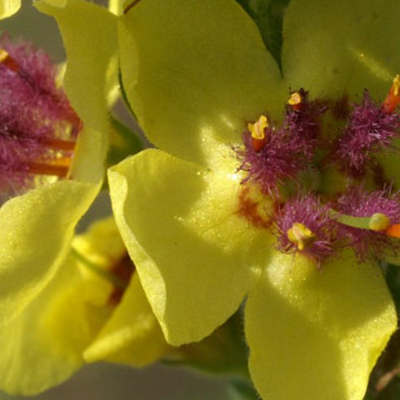 Mullein, Dark (Verbascum nigrum) Seeds