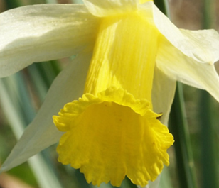 BS Wild Daffodil Bulbs 'In The Green' (Narcissus pseudonarcissus)