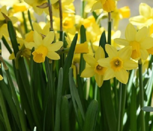 Tete a Tete Dwarf Daffodil Bulbs