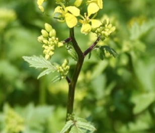 White Mustard Seed - (Organic)