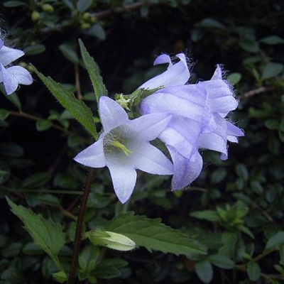 Bellflower, Nettle-leaved (Camp. trachelium) Seeds