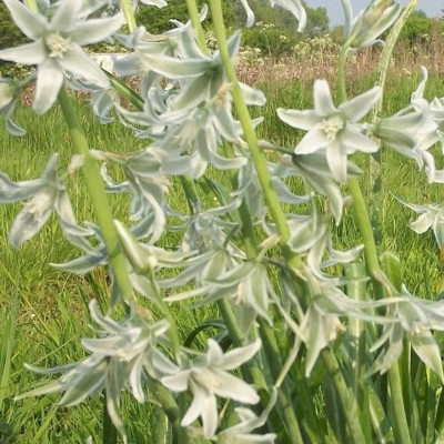 BS Nodding Star of Bethlehem Bulbs (Ornithogalum nutans)