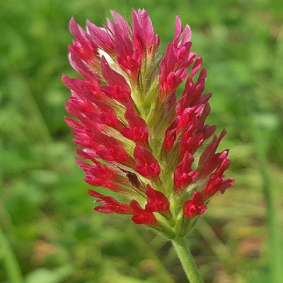 Crimson Clover Seed (Trifolium incarnatum) - (Organic)