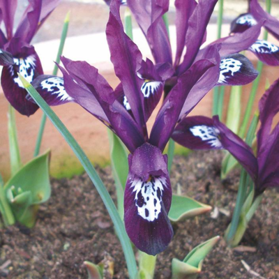 Pauline Iris Bulbs