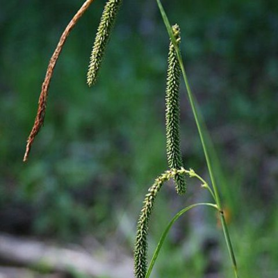 Sedge, Pendulous (Carex pendula) Plant