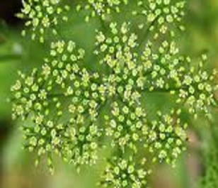 Sheeps Parsley (Agricultural)