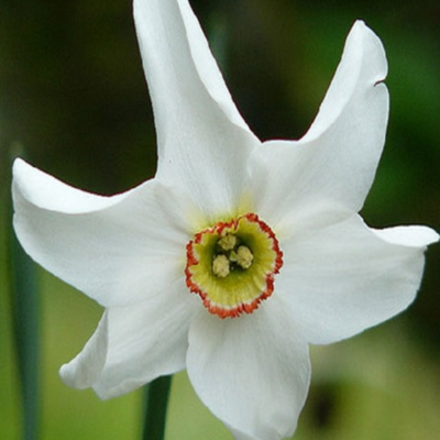 Pheasant's Eye Narcissi Bulbs