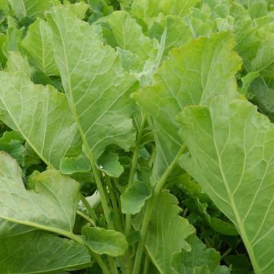 Pinfold Kale Seed