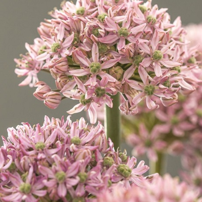 Pink Jewel Allium Bulbs