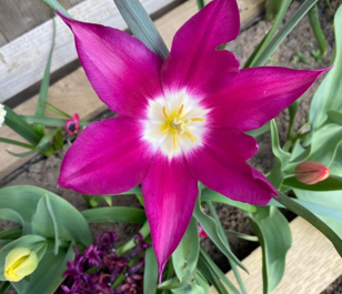 Purple Dream Tulip Bulbs