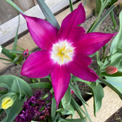 Purple Dream Tulip Bulbs