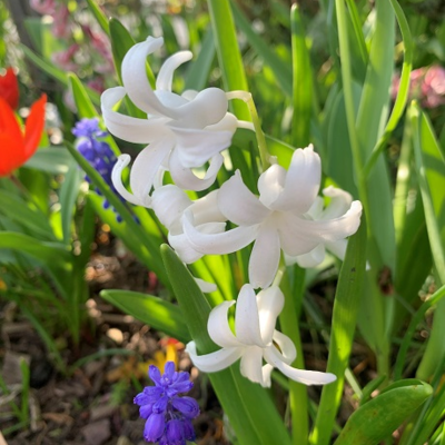 Puschkinia Libanotica Alba Bulbs