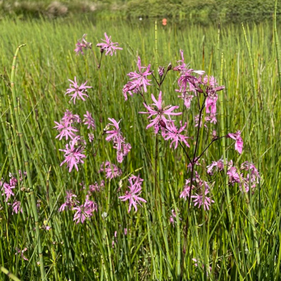 Ragged Robin (Lychnis flos-cuculi) Plant