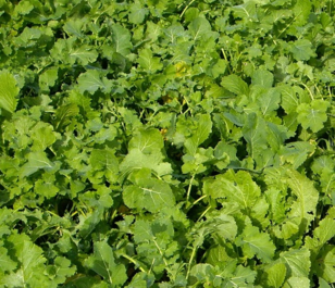 Redstart Kale and Rape Hybrid Seed