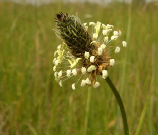 Ribgrass (Agricultural)