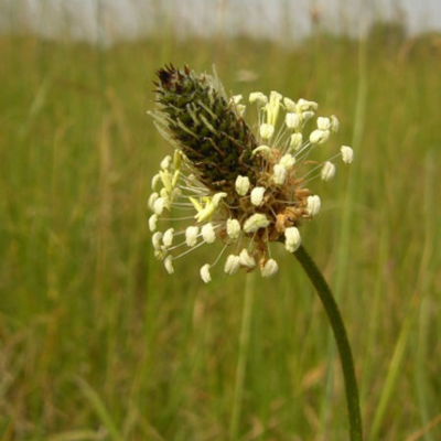 Ribgrass (Agricultural)