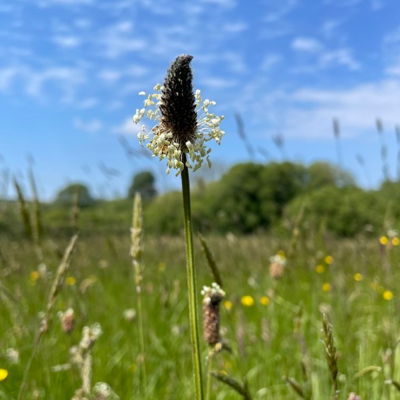 Plantain, Ribwort (Plantago lanceolata) Plant