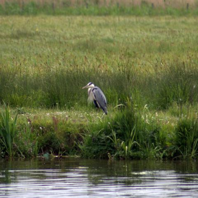 BS River Bank and Wetland Reinstatement