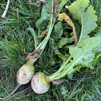 Rondo, Stubble Turnip