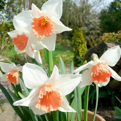 Salome Daffodil