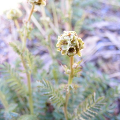 Sheeps Burnet (Agricultural)