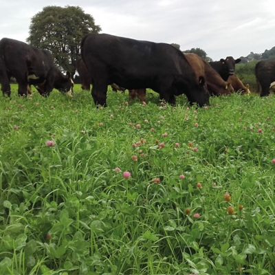 BS Aber High Sugar Grass Seed with Red Clover - Medium Term 3-4 Year Ley