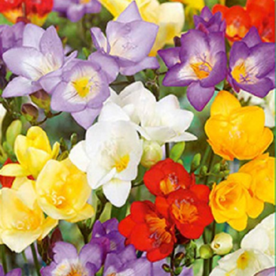 Single Mixed Freesia Bulbs