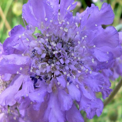 Scabious, Small (Scabiosa columbaria) Plant