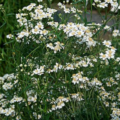 Sneezewort (Achillea ptarmica) Plant