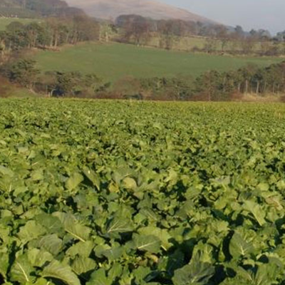 Sovereign Kale Seed
