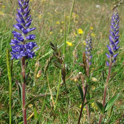 Speedwell, Spiked (Veronica spicata) Plant