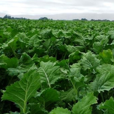 Spitfire Hybrid Forage Rape