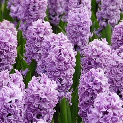 Splendid Cornelia Hyacinth Bulbs