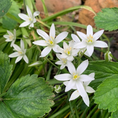 BS Star of Bethlehem Bulbs (Ornithogalum umbellatum)