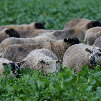 Stego Forage Rape
