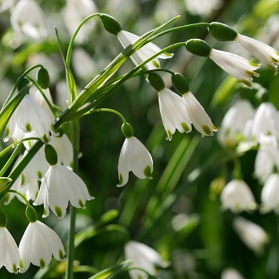 BS Summer Snowflake Bulbs (Leucojum aestivum)