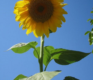 Sunflower Seed (Helianthus annuus)