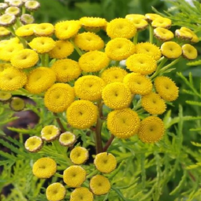 Tansy (Tanacetum vulgare) Plant