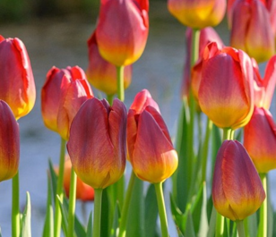 Amberglow Tulip Bulbs